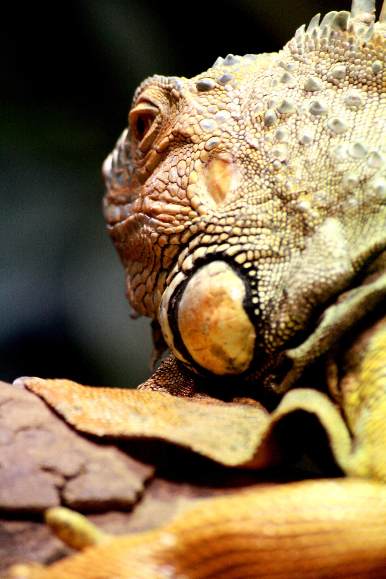 Wallpapers Animals Lizards - Iguanas 