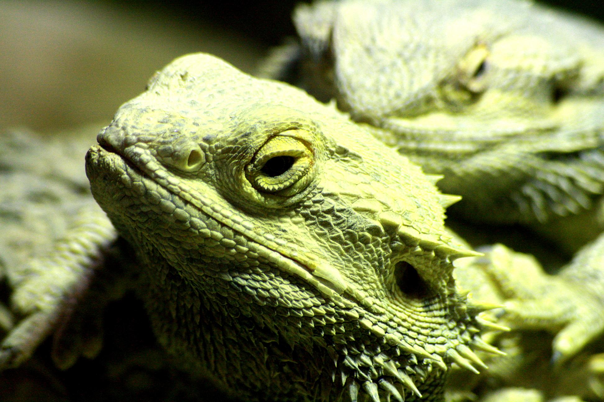 Wallpapers Animals Lizards - Iguanas 