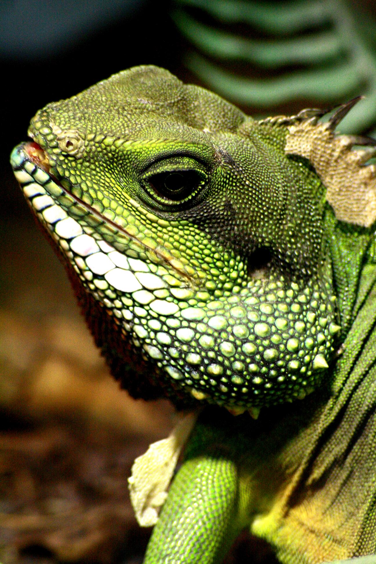 Wallpapers Animals Lizards - Iguanas 