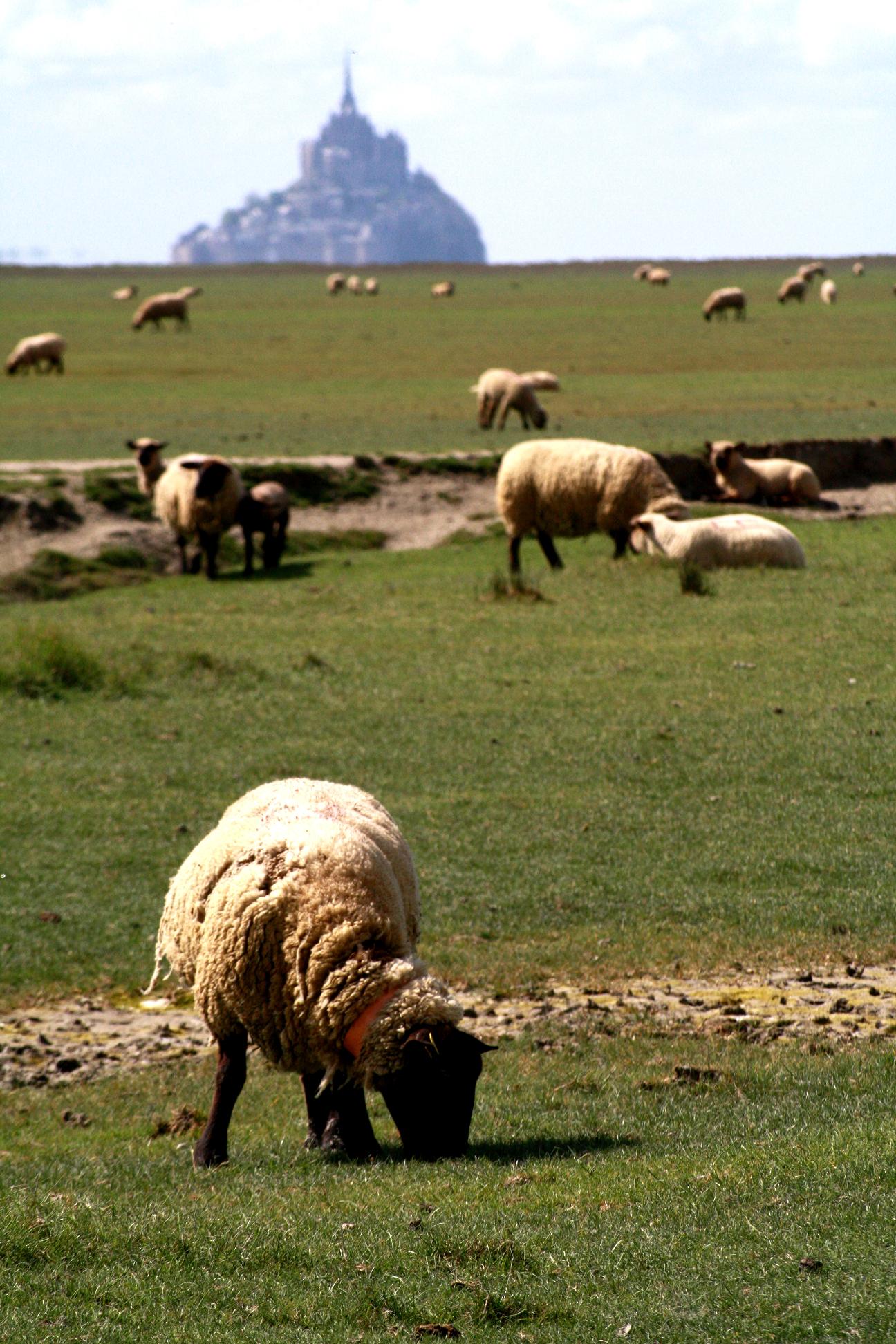 Fonds d'cran Animaux Moutons - Mouflons 