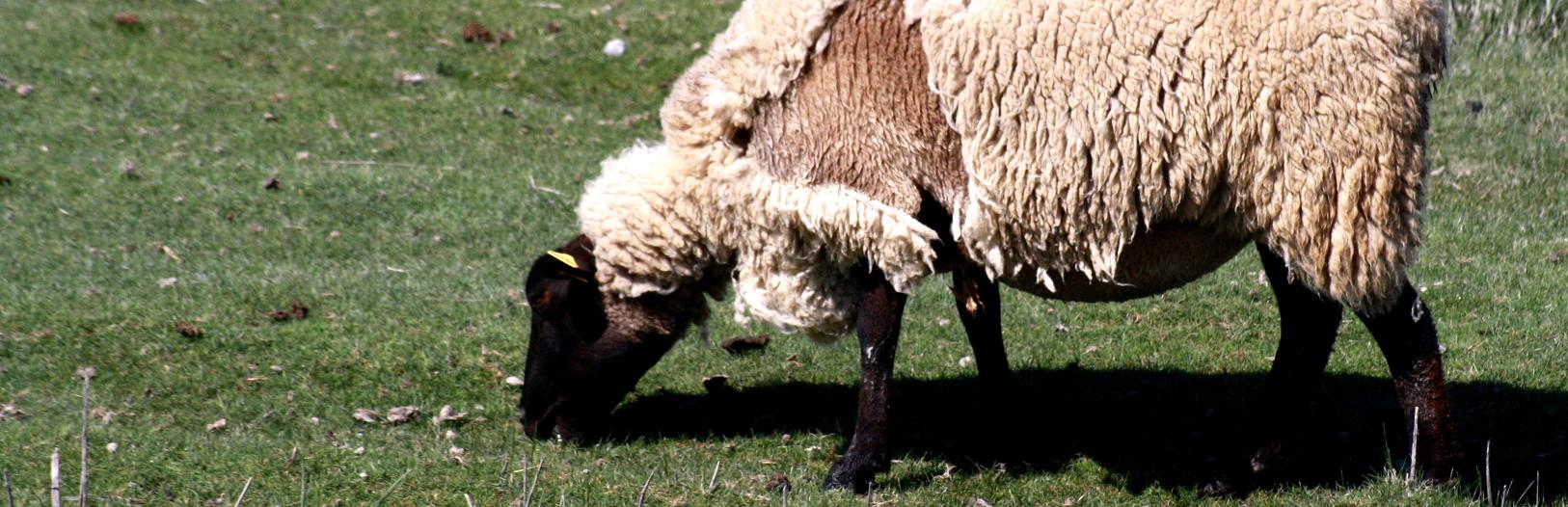 Fonds d'cran Animaux Moutons - Mouflons 