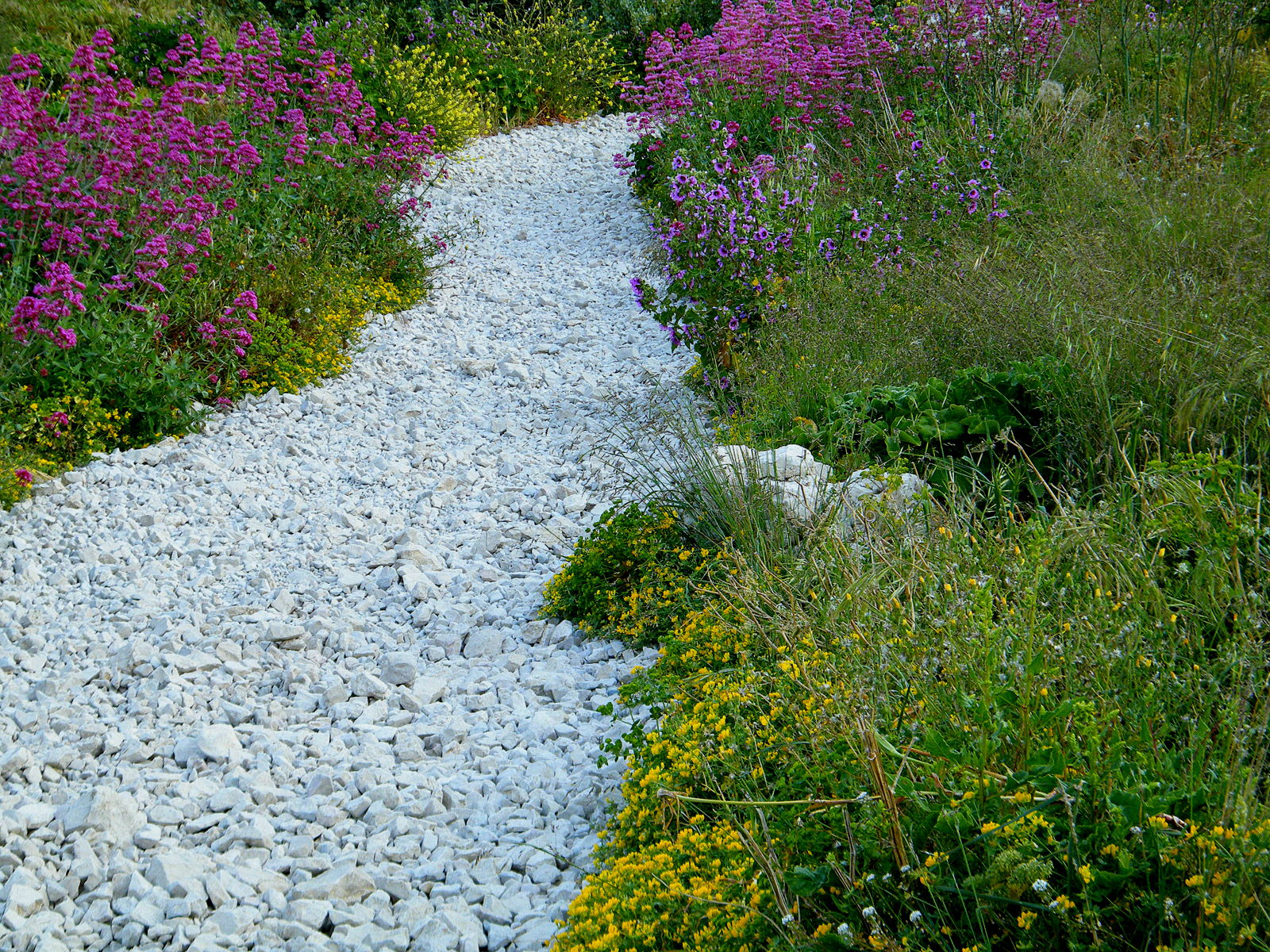 Wallpapers Nature Flowers chemin fleuri