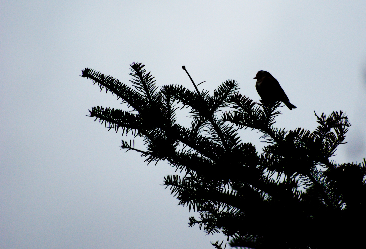 Wallpapers Animals Birds - Chardonnerets j'attends