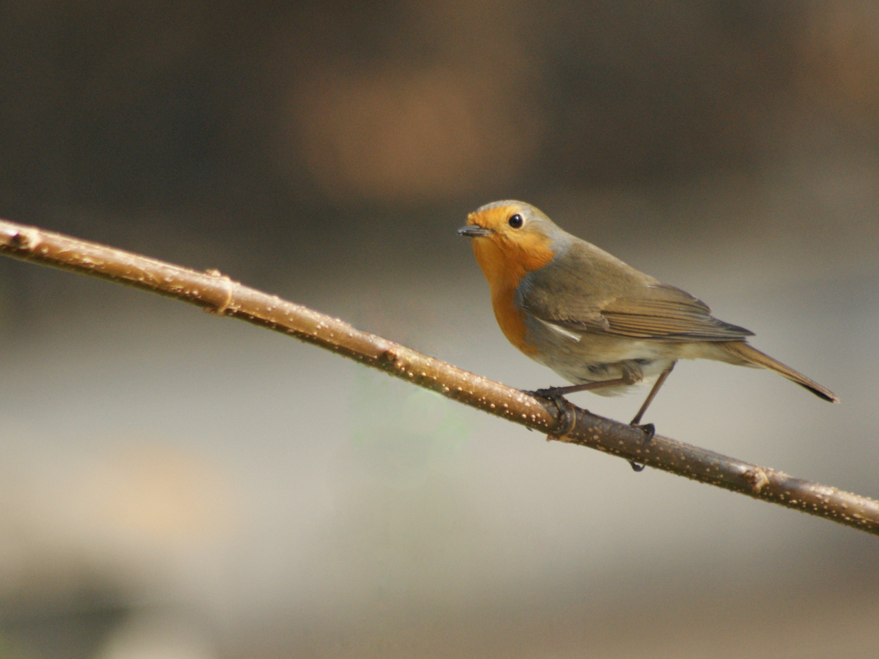 Wallpapers Animals Birds - Rougegorges je pose...