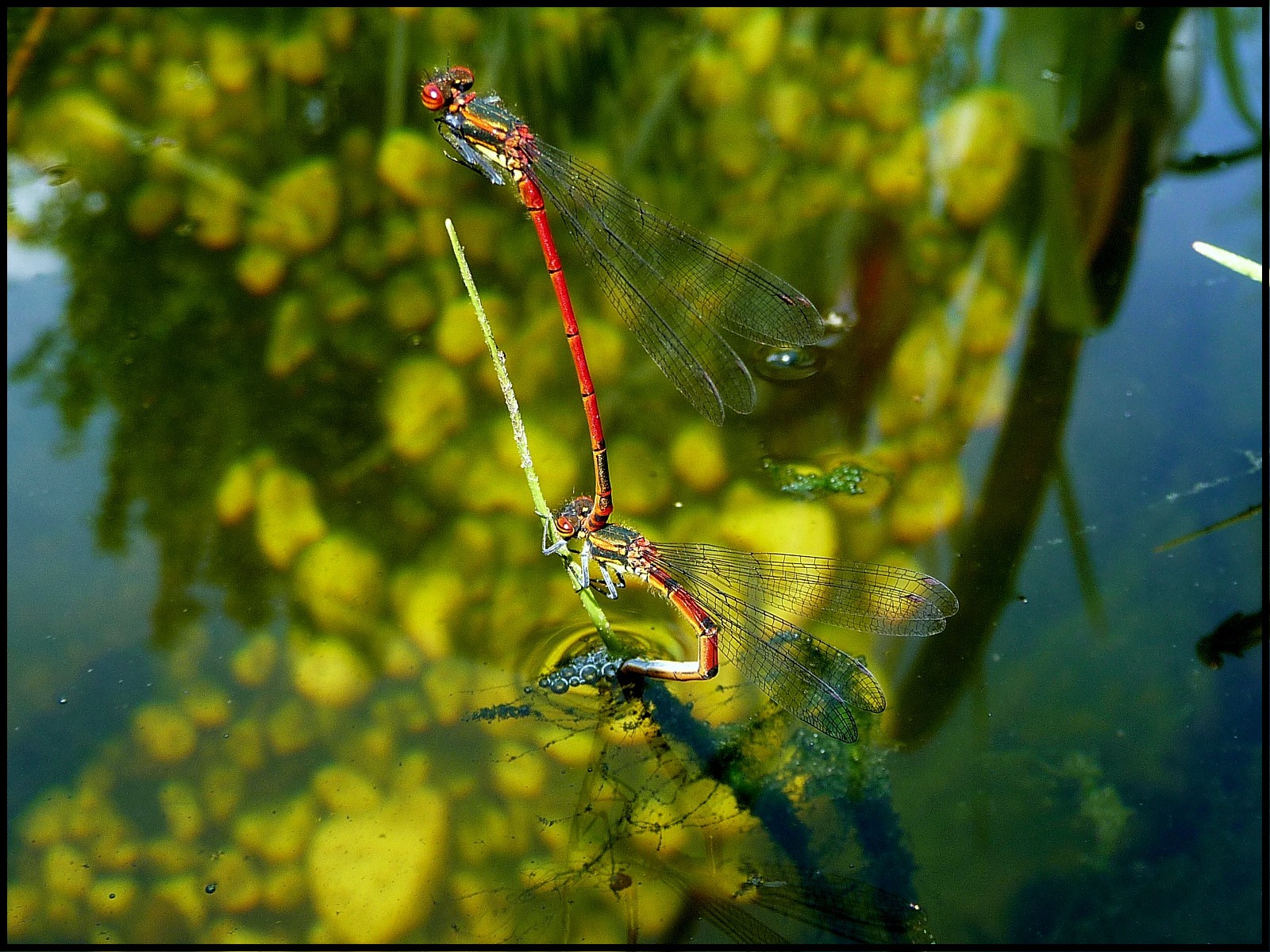 Fonds d'cran Animaux Insectes - Libellules Accouplement de libellules