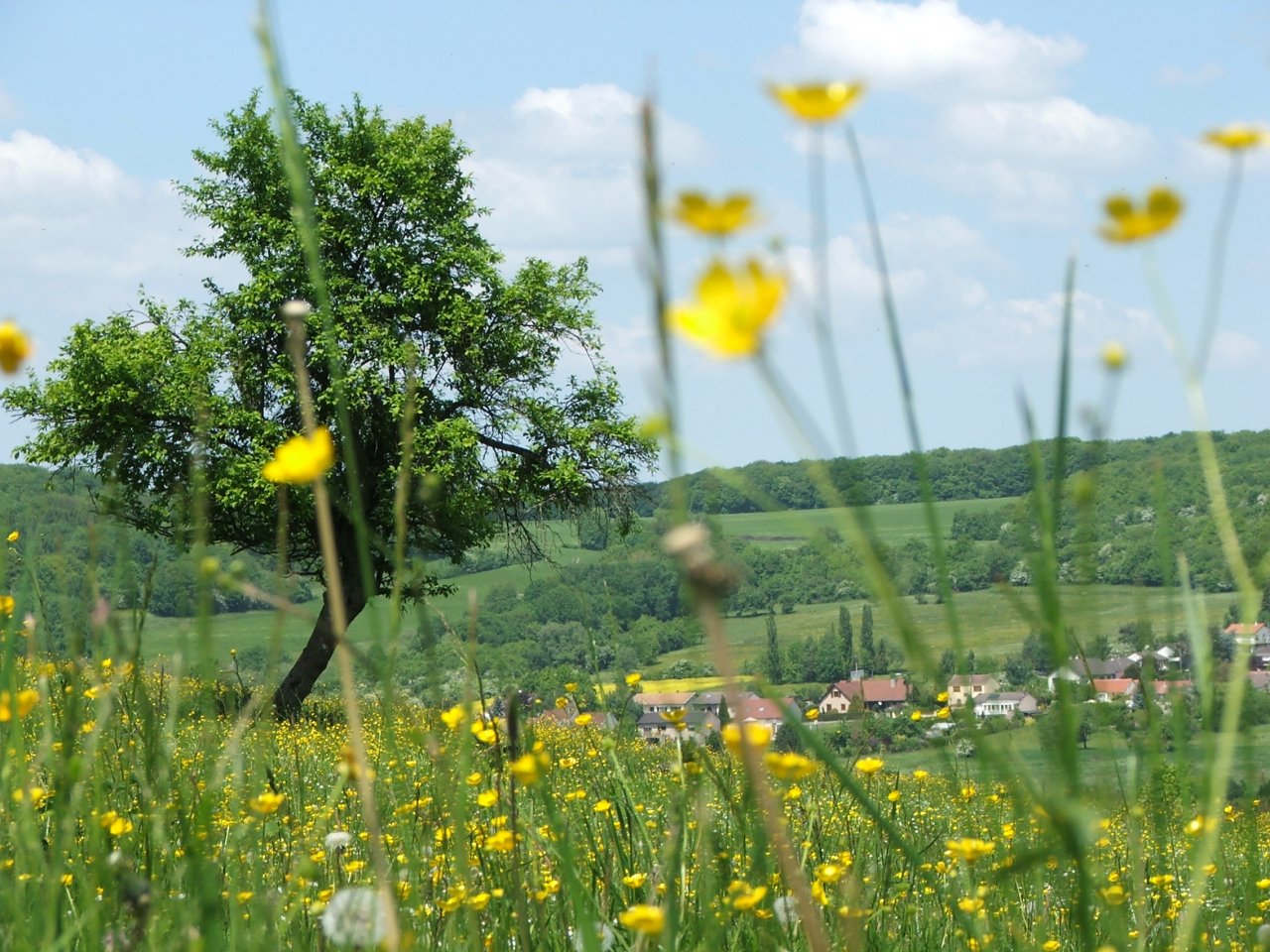 Wallpapers Nature Landscapes valle moselle