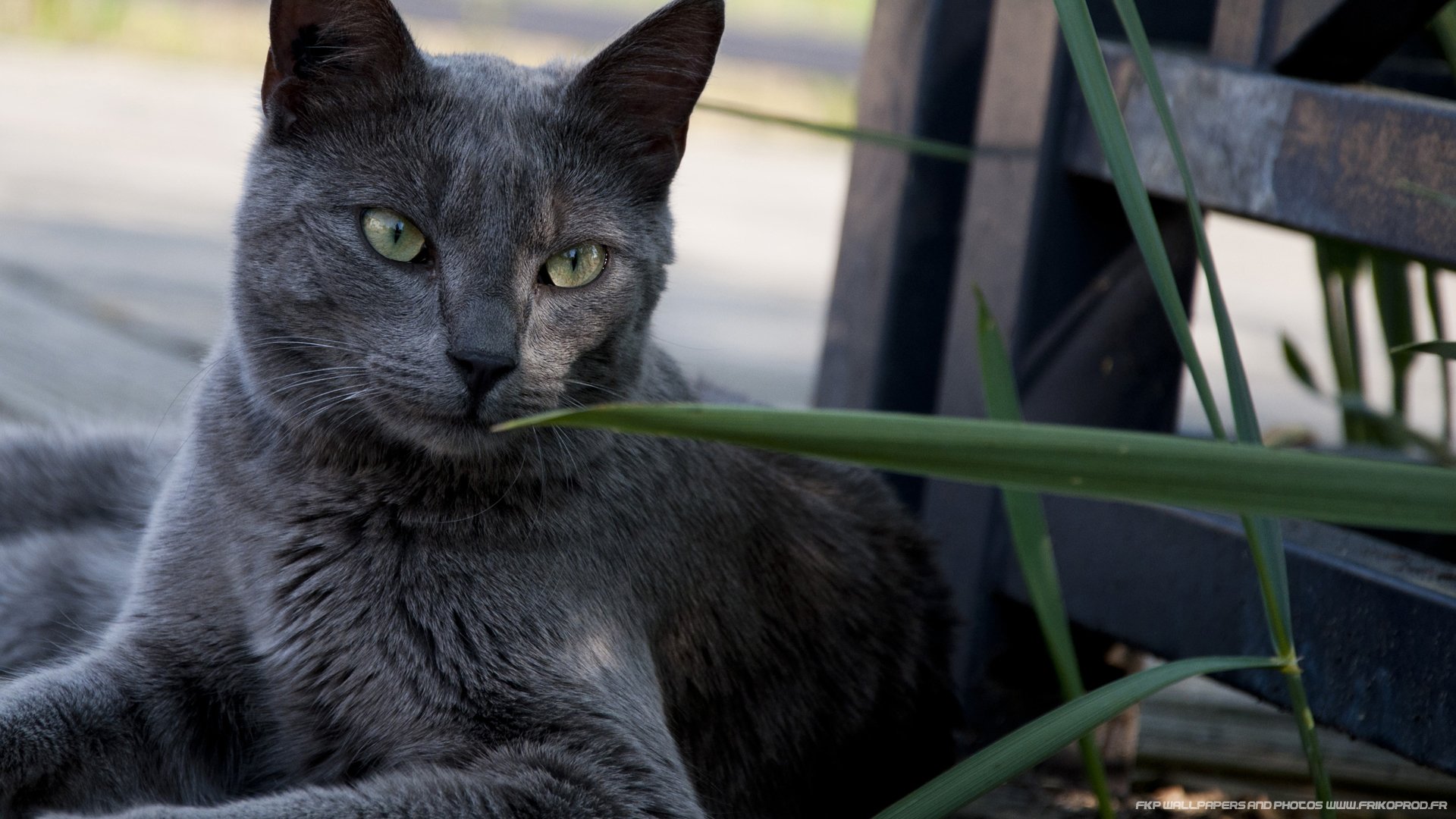 Fonds d'cran Animaux Chats - Chatons Vert de gris