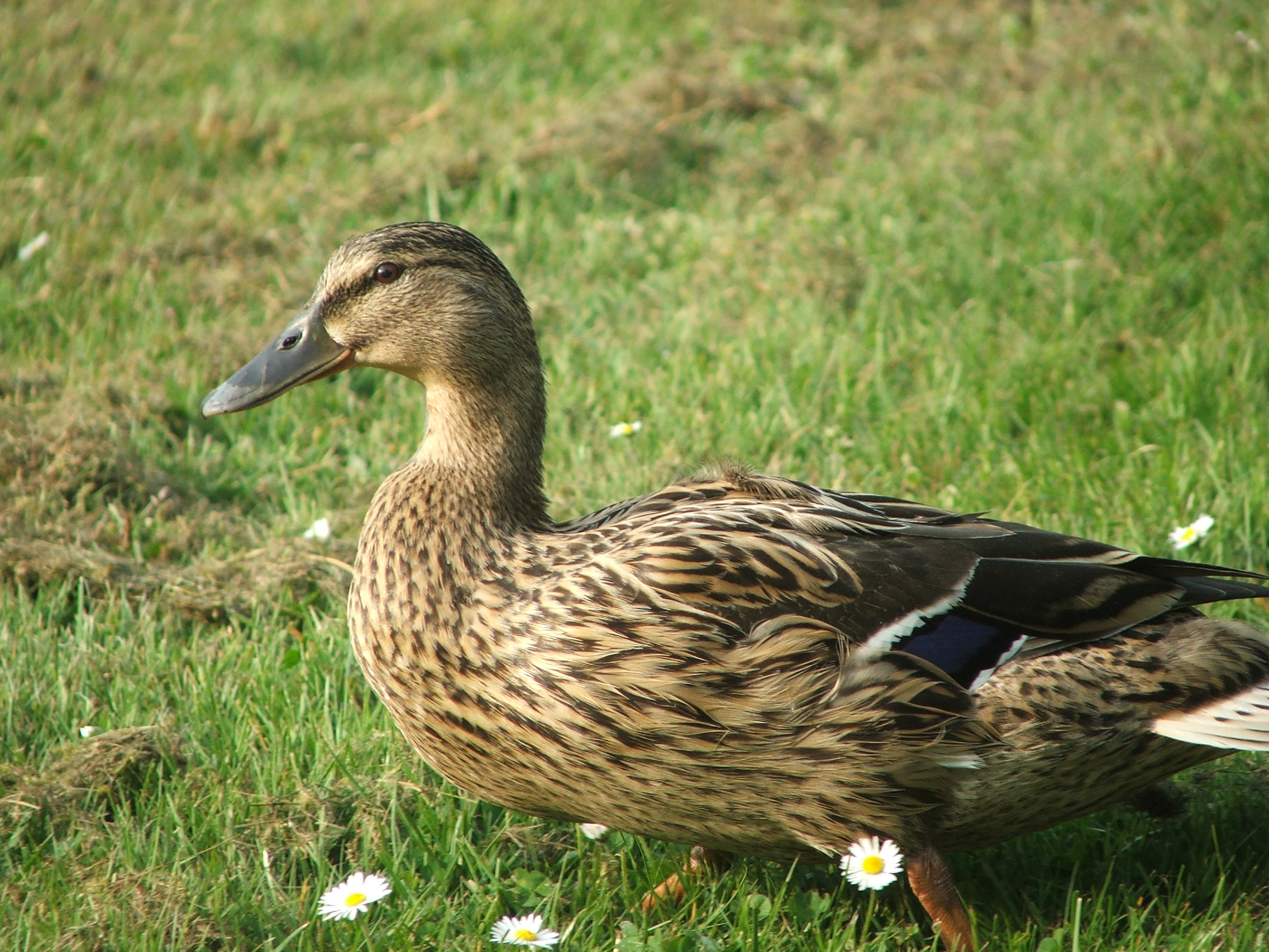 Wallpapers Animals Birds - Ducks Canne