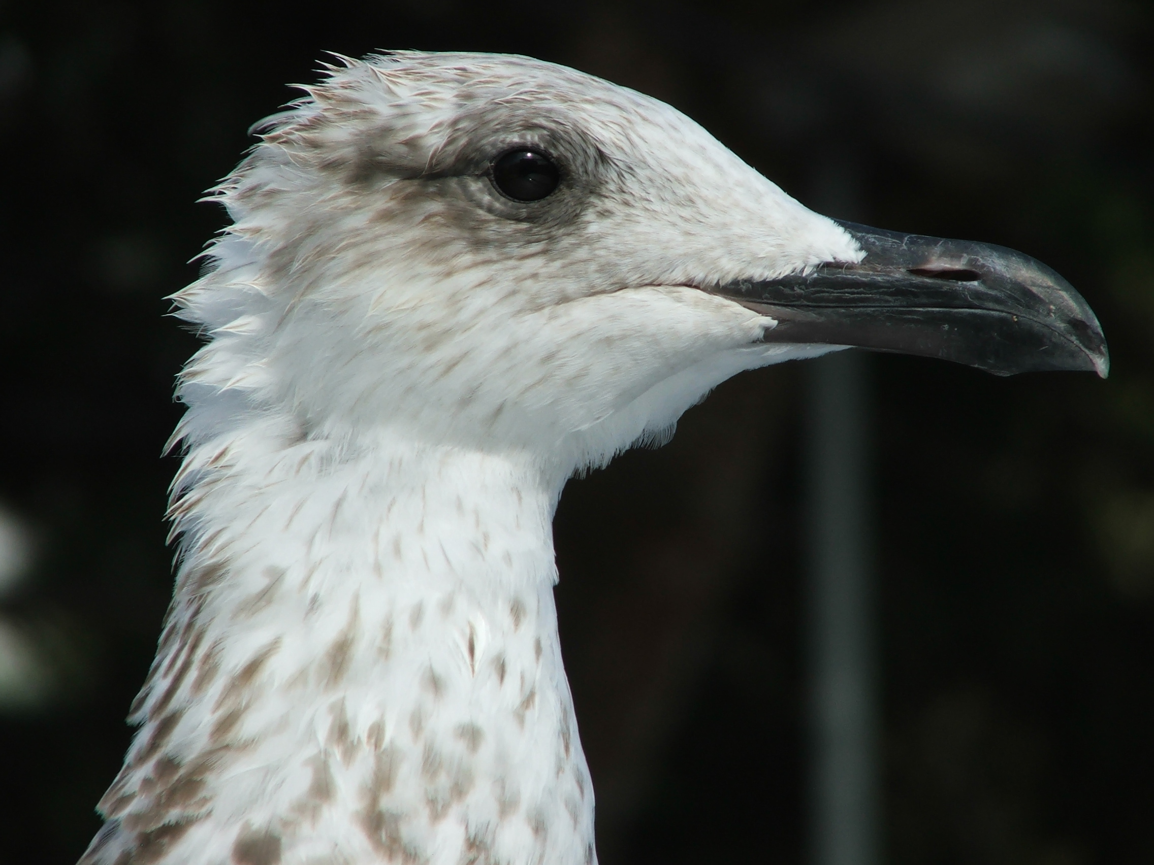 Fonds d'cran Animaux Oiseaux - Mouettes et Golands Goeland argent