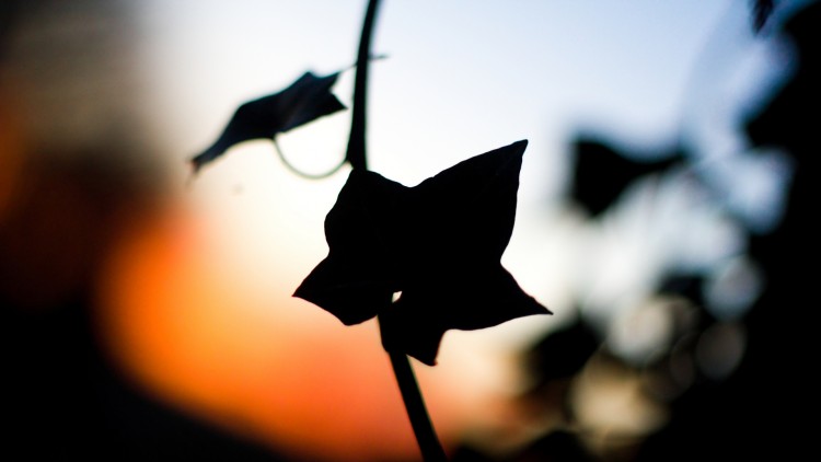 Wallpapers Nature Leaves - Foliage Star