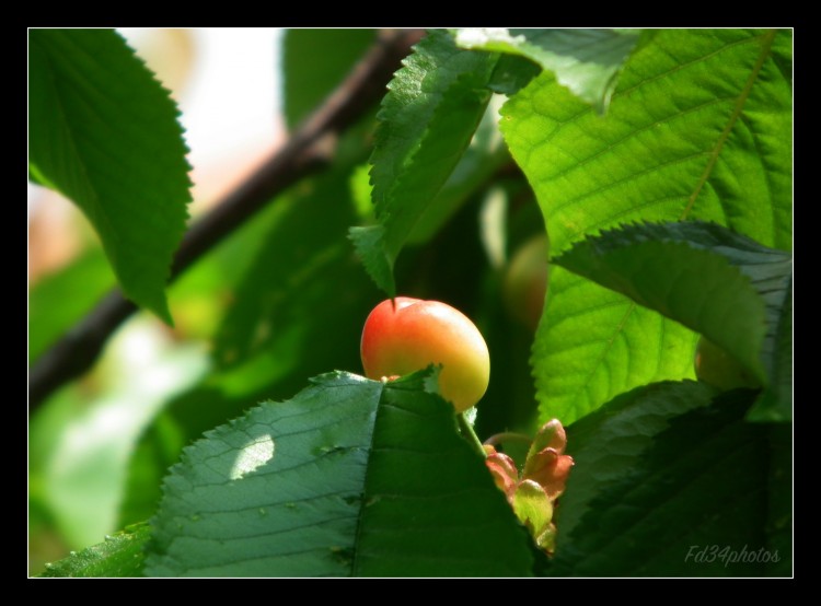 Fonds d'cran Nature Fruits Cerise presque mre..