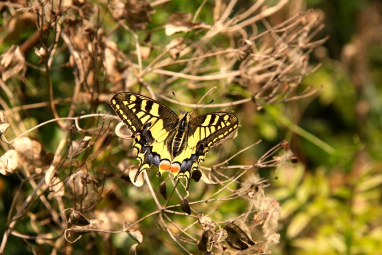 Wallpapers Animals Insects - Butterflies L'effet papillon