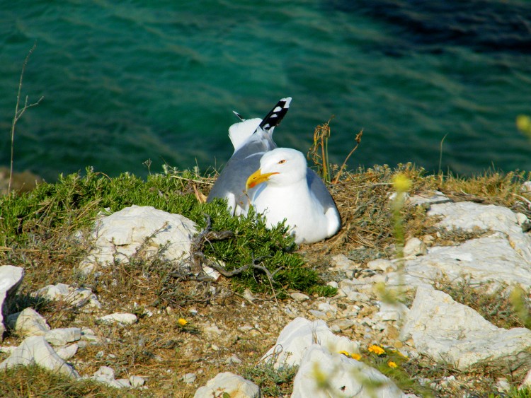 Fonds d'cran Animaux Oiseaux - Mouettes et Golands couve le nid