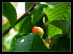 Fonds d'cran Nature Cerise presque mre..