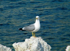 Wallpapers Animals perch sur son rocher