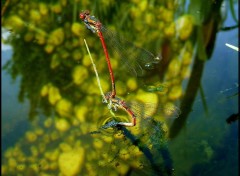 Fonds d'cran Animaux Accouplement de libellules