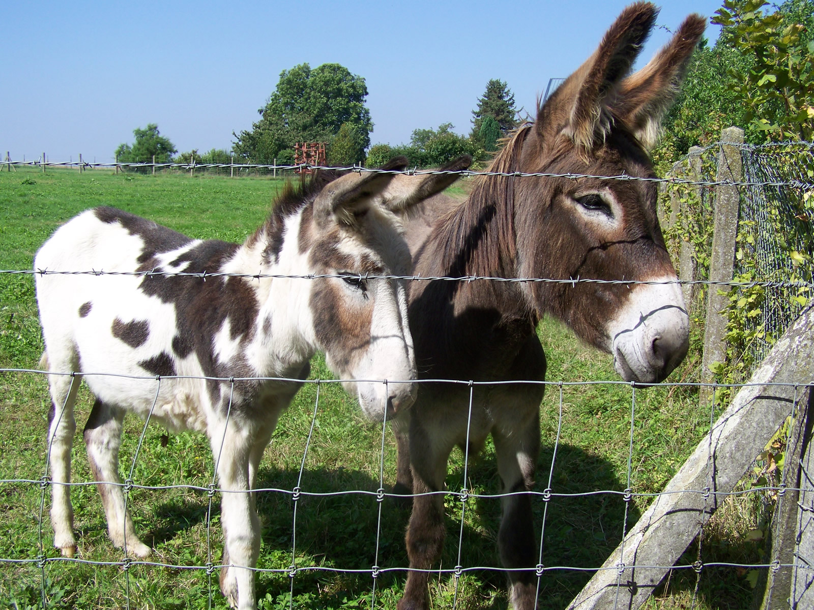 Fonds d'cran Animaux Anes 