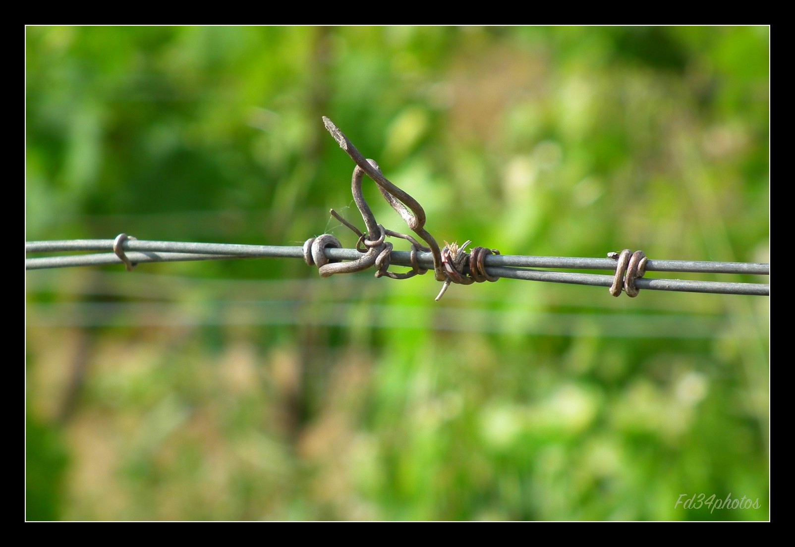 Fonds d'cran Nature Vignes - Vignobles 