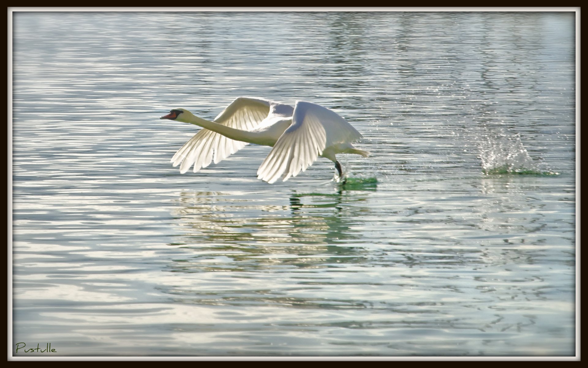 Fonds d'cran Animaux Oiseaux - Cygnes Cygne volant