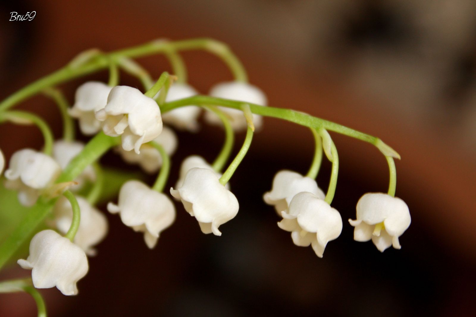 Fonds d'cran Nature Fleurs Muguet du 1er mai