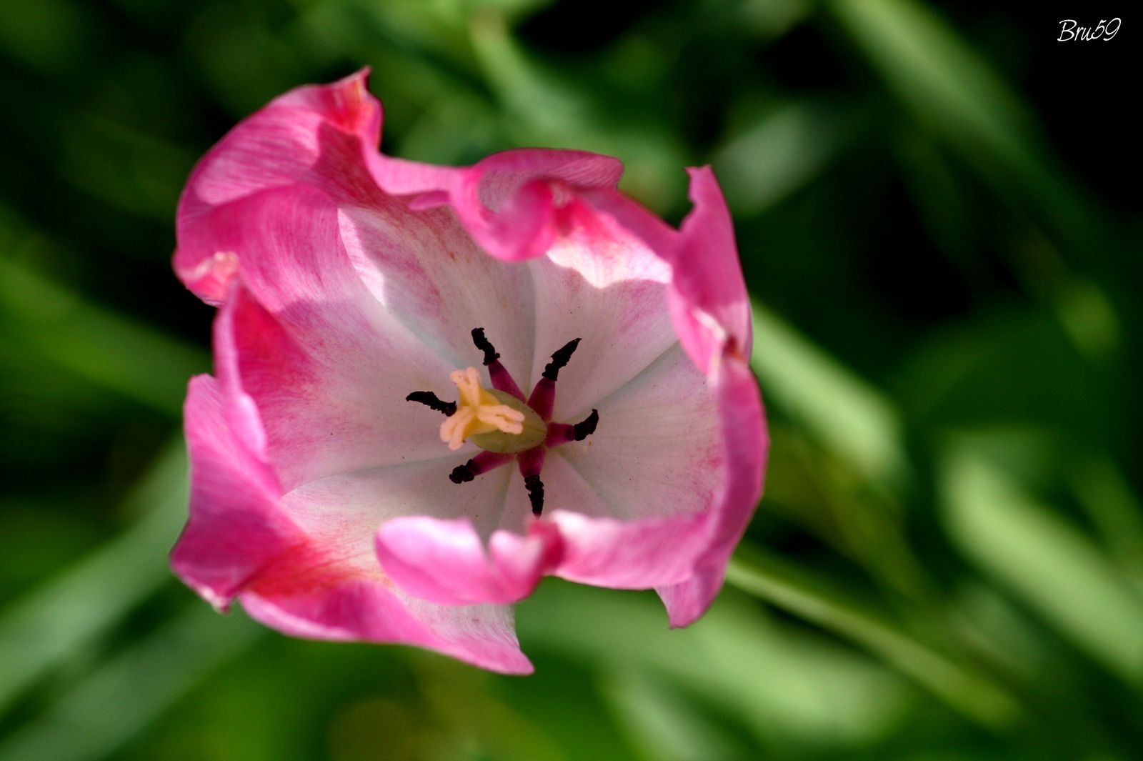 Wallpapers Nature Flowers Tulipe panouie