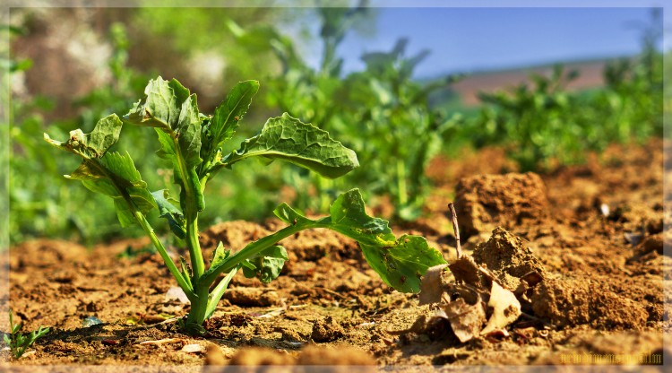 Fonds d'cran Nature Plantes - Arbustes Les jeunes plants