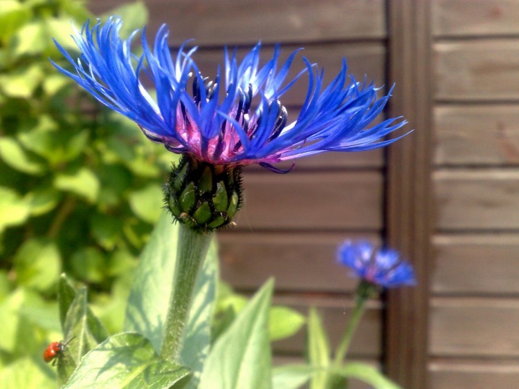 Fonds d'cran Nature Fleurs bleuet