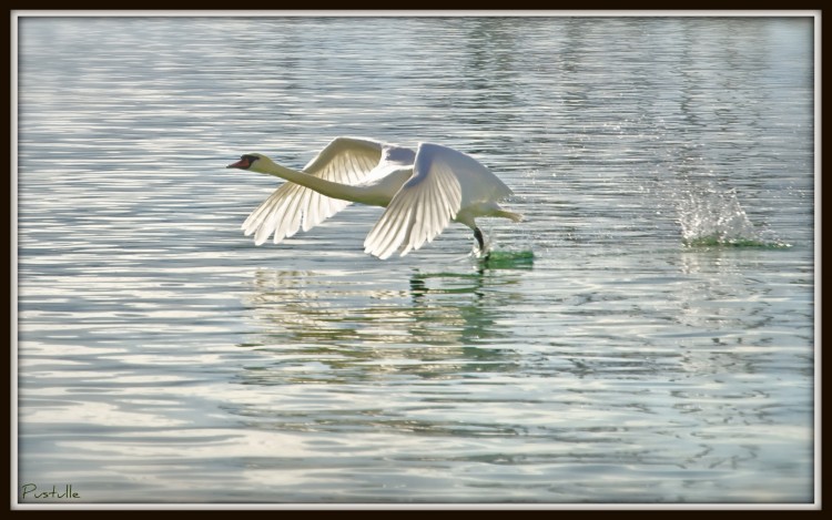 Wallpapers Animals Birds - Swans Cygne volant