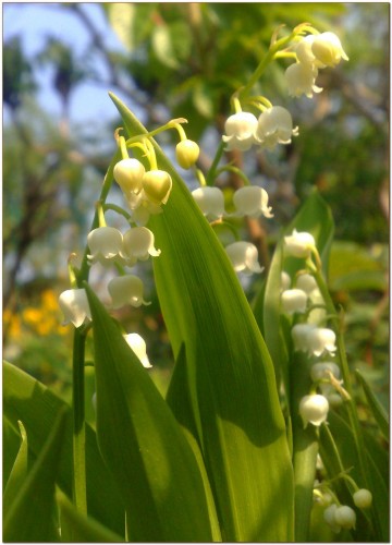 Fonds d'cran Nature Fleurs Muguet