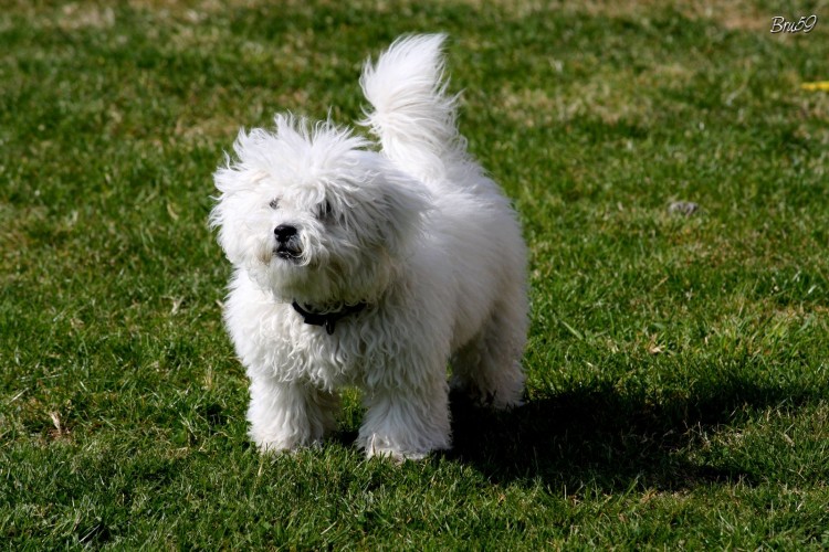 Fonds d'cran Animaux Chiens Bichon dans le gazon