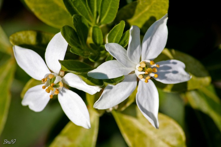 Fonds d'cran Nature Fleurs Fleur