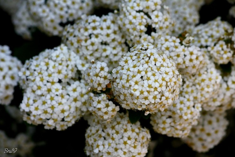 Fonds d'cran Nature Fleurs Fleur