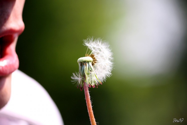 Fonds d'cran Nature Fleurs Pissenlit inspiration