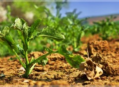 Fonds d'cran Nature Les jeunes plants