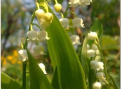 Fonds d'cran Nature Muguet