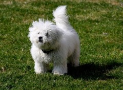 Fonds d'cran Animaux Bichon dans le gazon