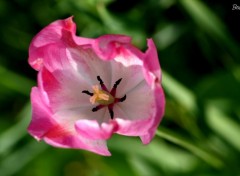 Wallpapers Nature Tulipe panouie