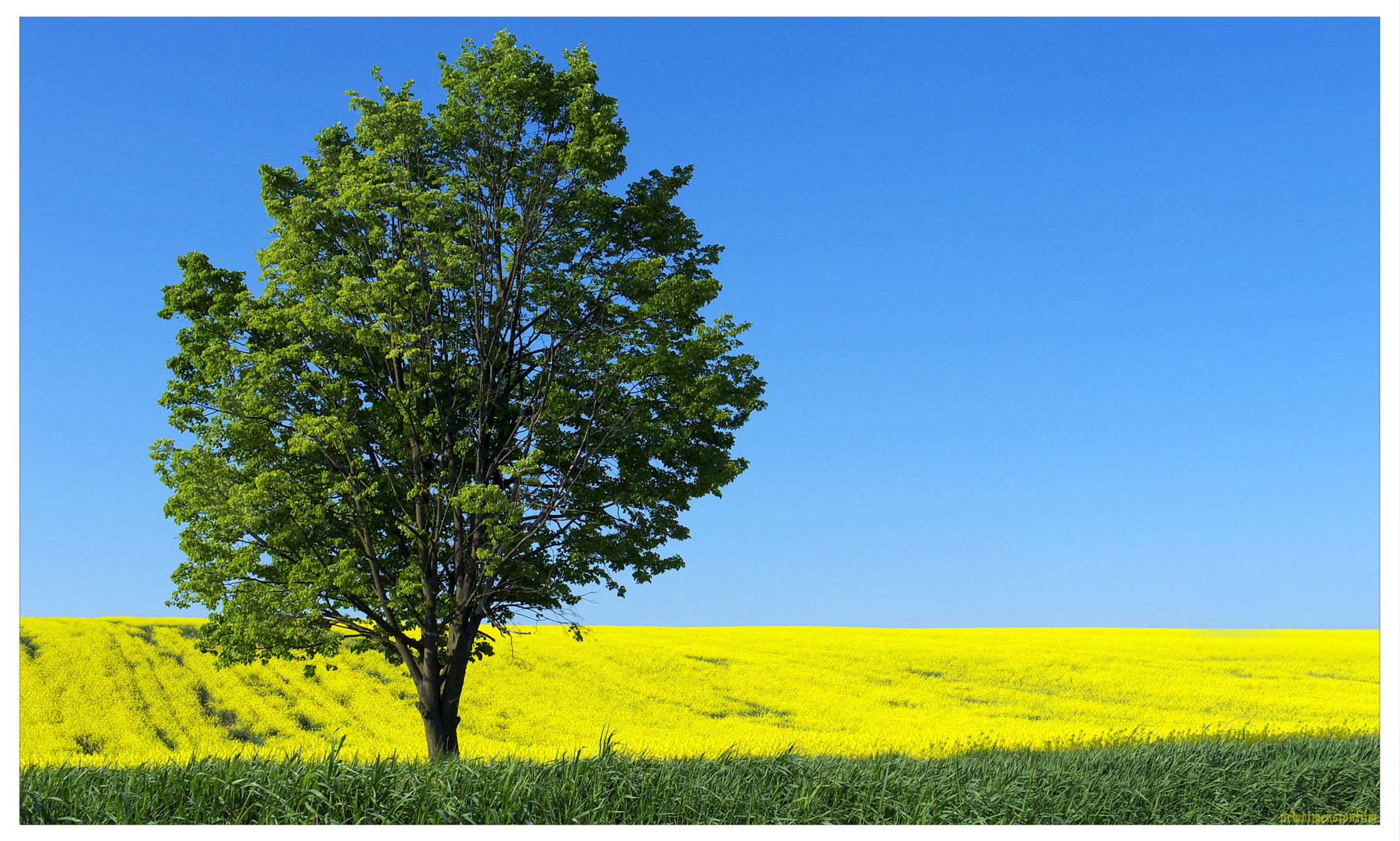 Fonds d'cran Nature Arbres - Forts Les champs  perte.1.