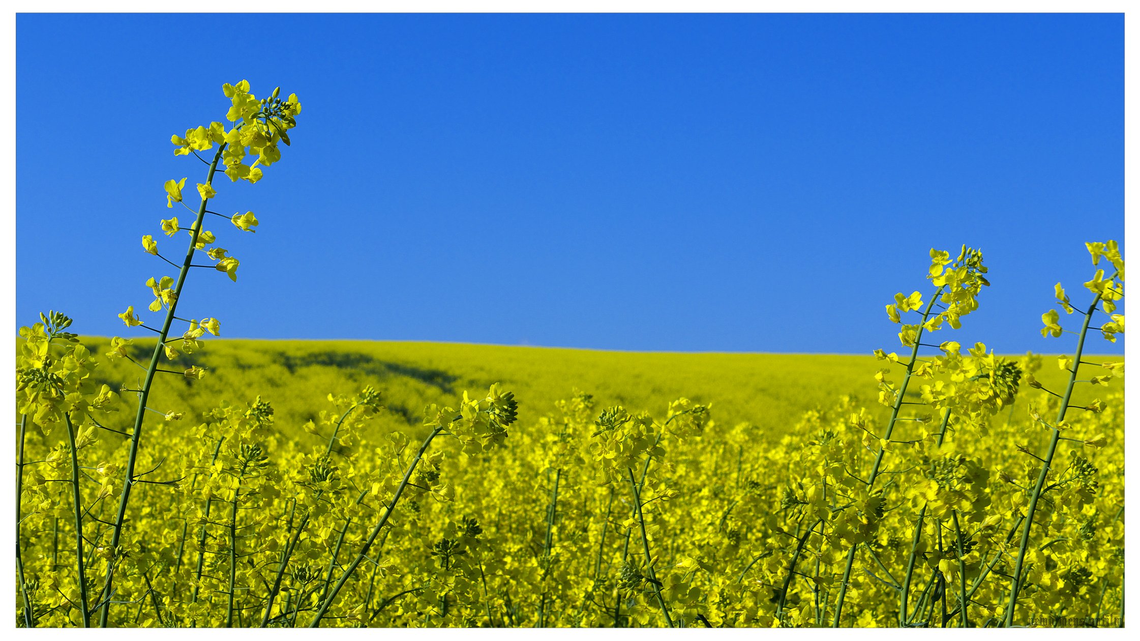 Fonds d'cran Nature Champs - Prairies Les champs  perte 2.