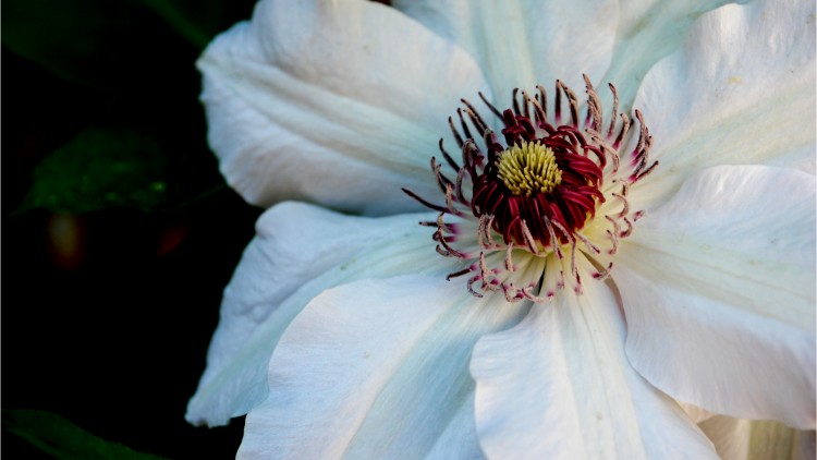 Fonds d'cran Nature Fleurs Clmatite