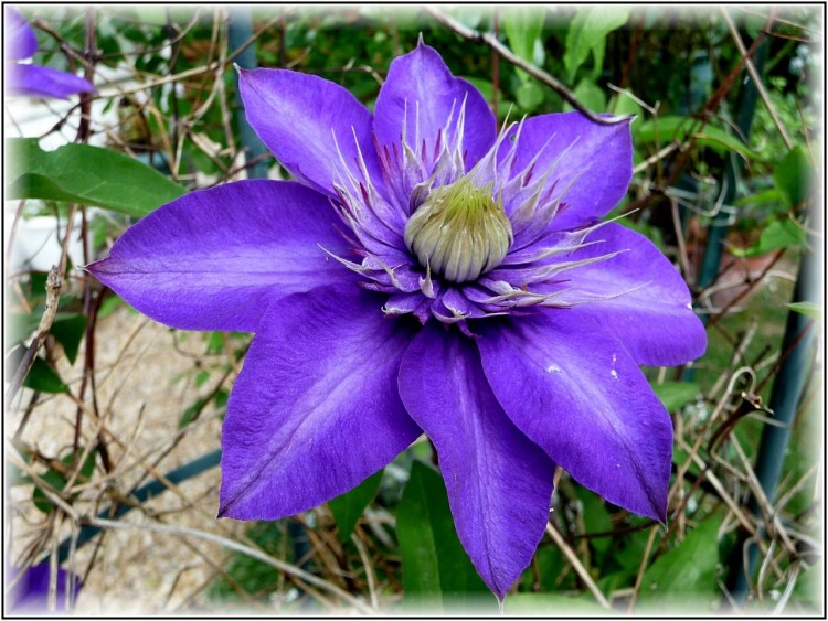 Fonds d'cran Nature Fleurs Printemps