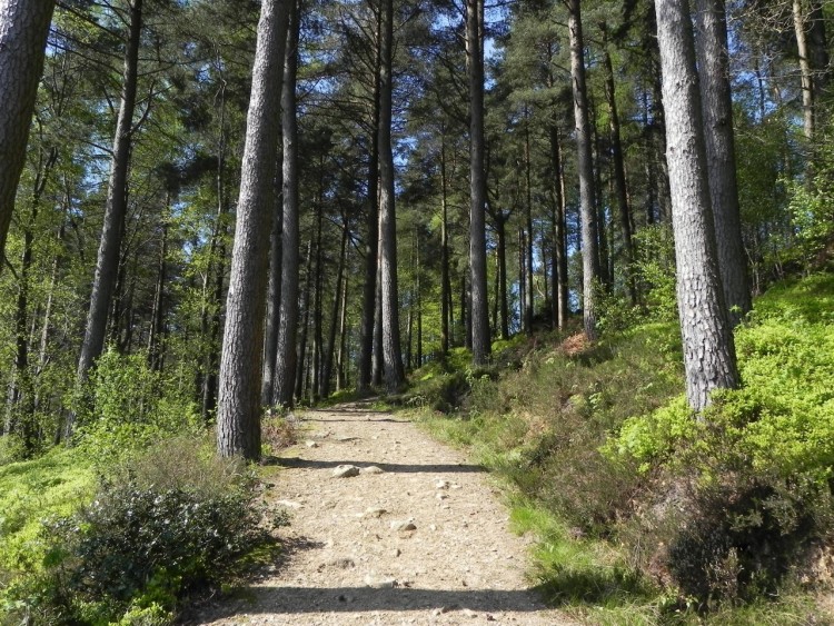 Wallpapers Nature Trees - Forests Loch Lomond, Scotland