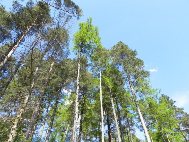 Fonds d'cran Nature Arbres - Forts Loch Lomond, Scotland