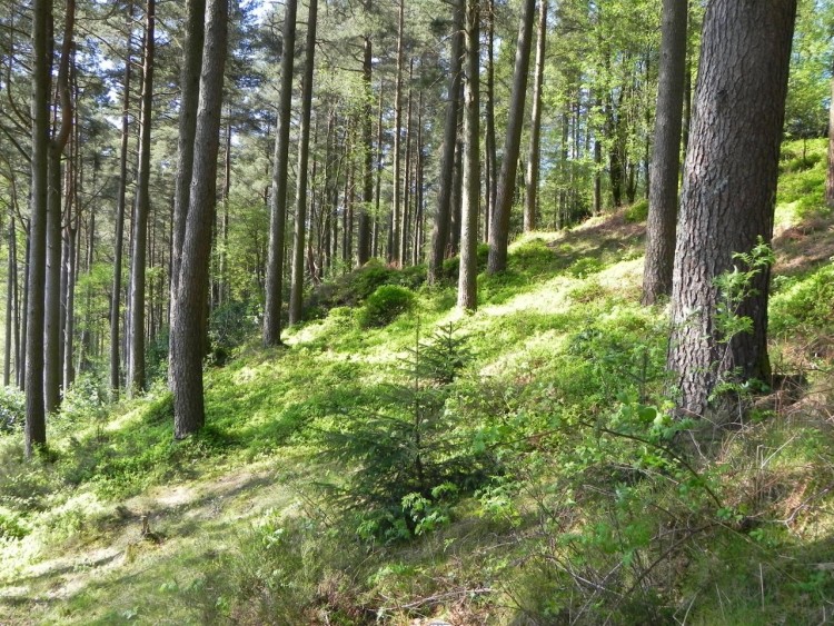 Fonds d'cran Nature Arbres - Forts Loch Lomond, Scotland