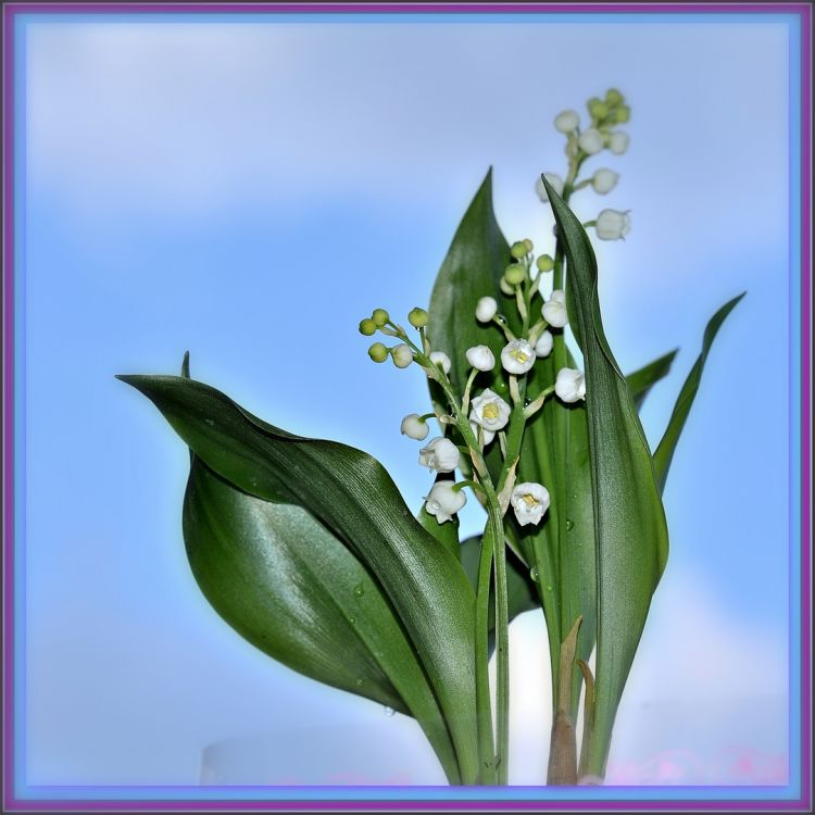 Fonds d'cran Nature Fleurs Un p'tit brin de muguet pour les Hbusiens