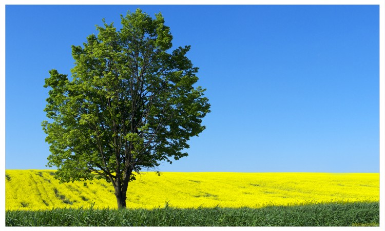 Fonds d'cran Nature Arbres - Forts Les champs  perte.1.