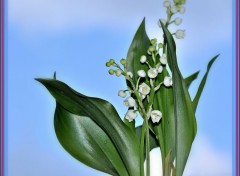 Fonds d'cran Nature Un p'tit brin de muguet pour les Hbusiens