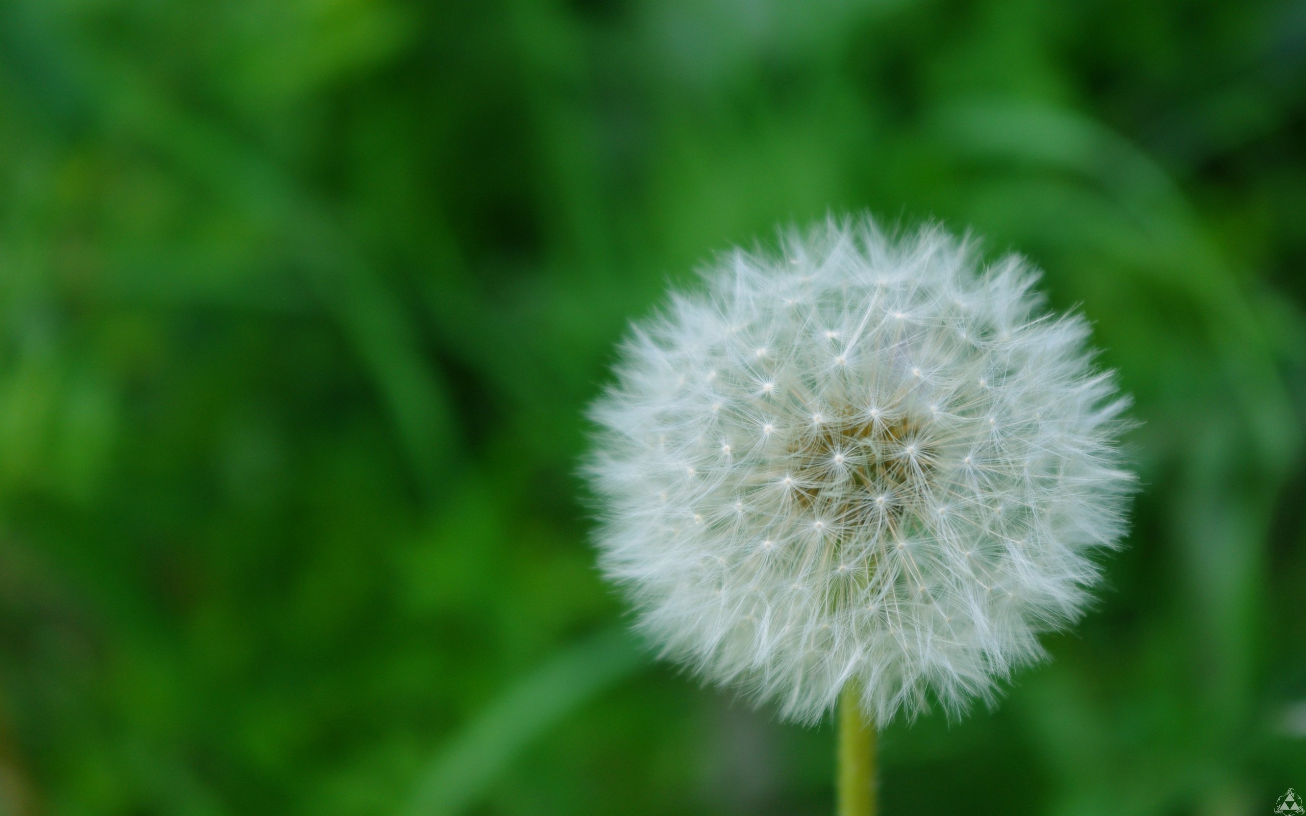 Fonds d'cran Nature Fleurs polene