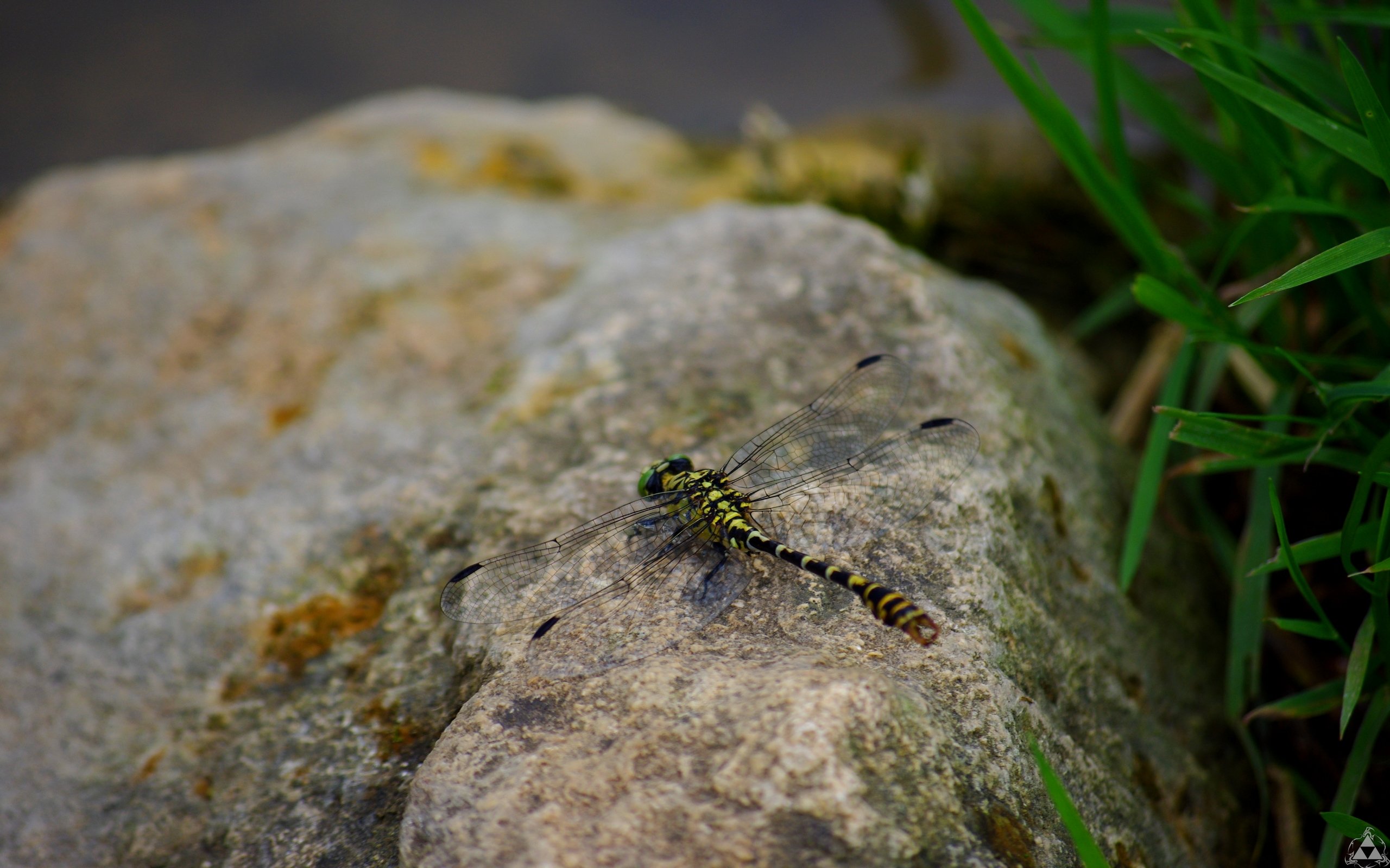 Fonds d'cran Animaux Insectes - Libellules liBB