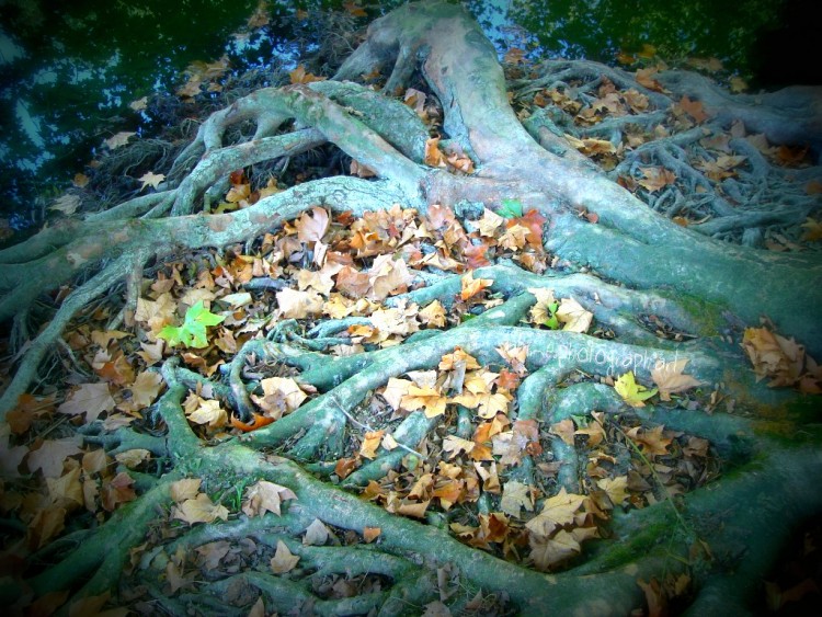 Wallpapers Nature Strains - Roots RoughRacines